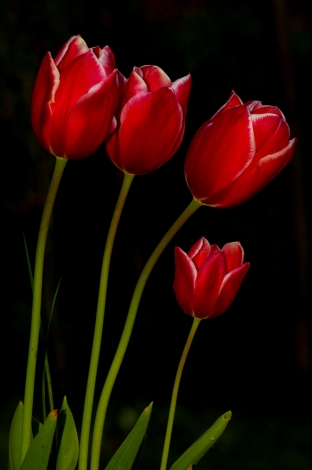 tulipan_dsc9182.jpg